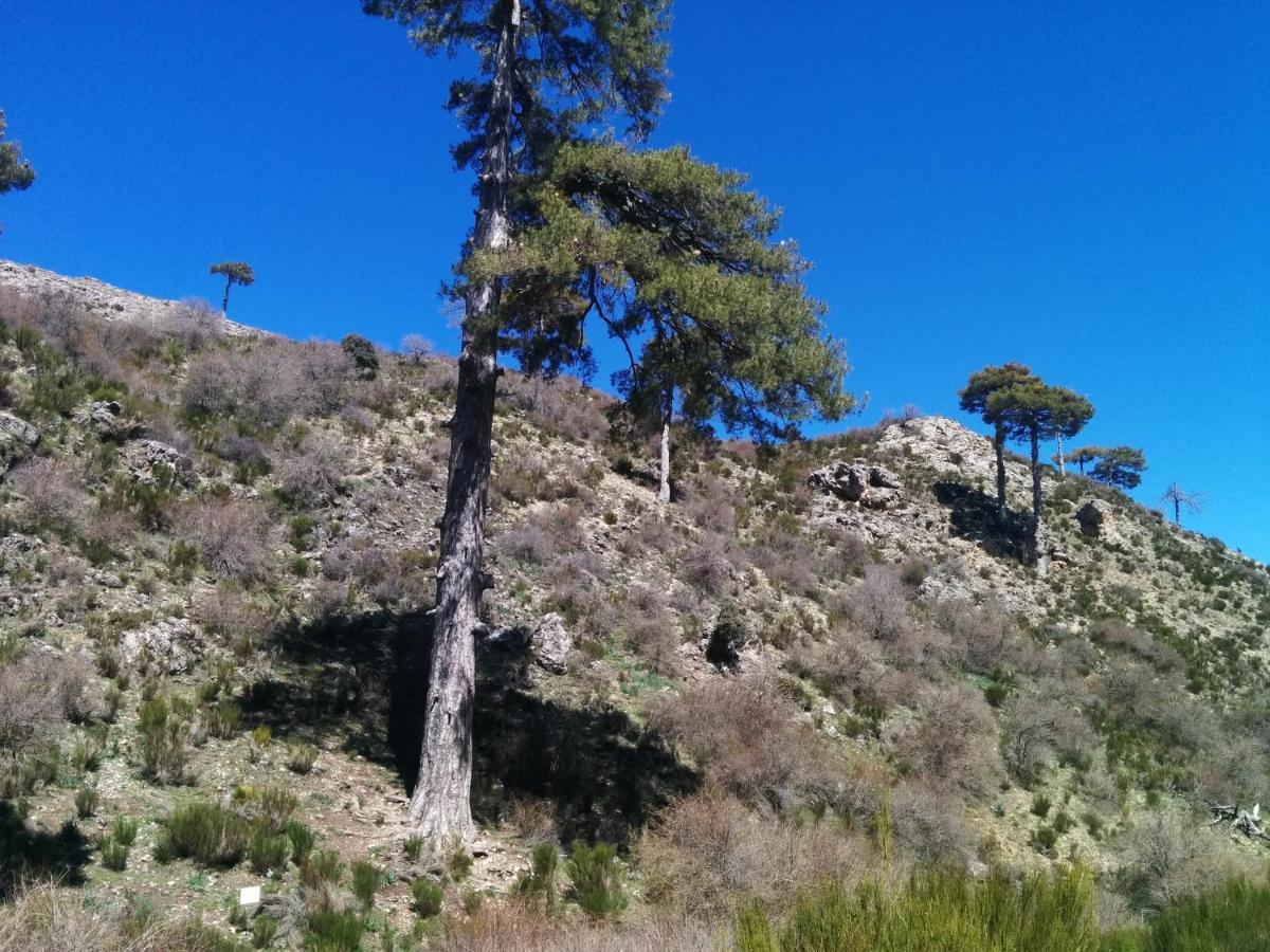 Casa Rural Curtidores El Batán المظهر الخارجي الصورة